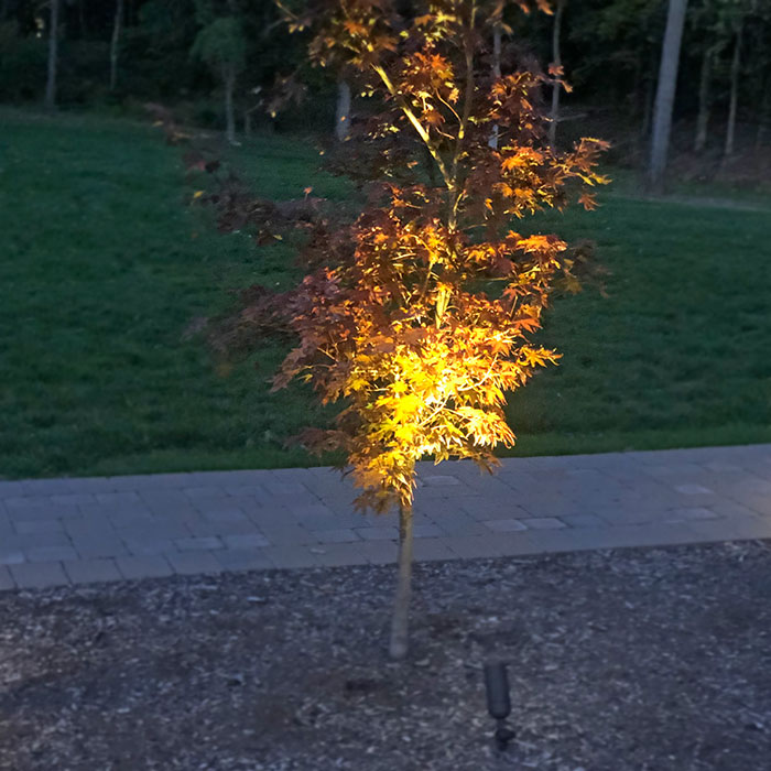 Tree Lighting